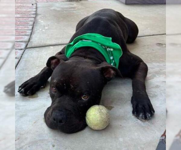 Medium Photo #3 Mutt Puppy For Sale in Camarillo, CA, USA