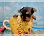 Small #11 Morkie
