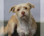 Small Mutt