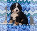 Small Photo #3 Bernese Mountain Dog Puppy For Sale in DELTA, PA, USA
