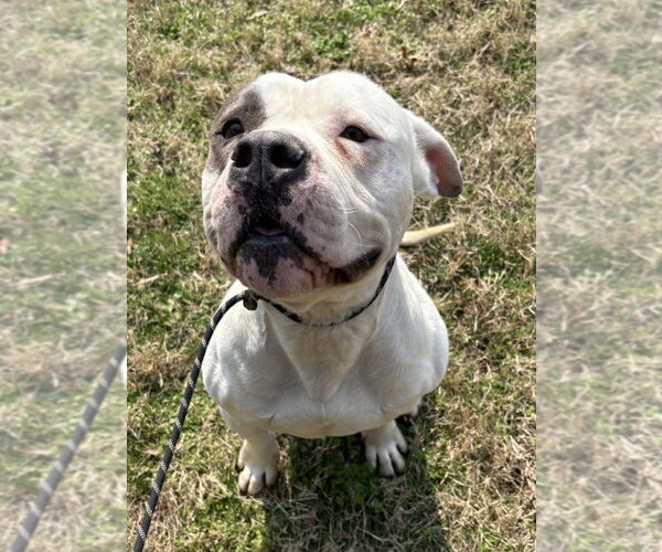 Medium Photo #4 Mutt Puppy For Sale in Glen Allen, VA, USA