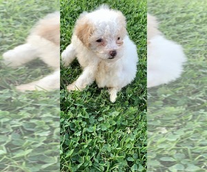Maltipoo Puppy for sale in ROSEVILLE, CA, USA