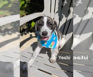 Beagle-Catahoula Leopard Dog Mix Dogs for adoption in Virginia Beach, VA, USA