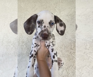 Dalmatian Puppy for sale in RANCHO CUCAMONGA, CA, USA