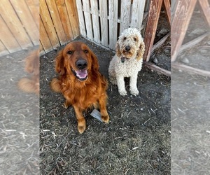 Mother of the Goldendoodle puppies born on 07/25/2025