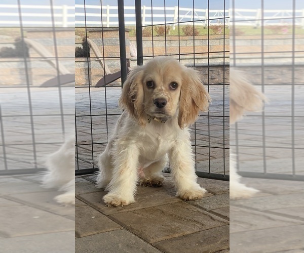 Medium Photo #3 Cocker Spaniel Puppy For Sale in CANOGA, NY, USA