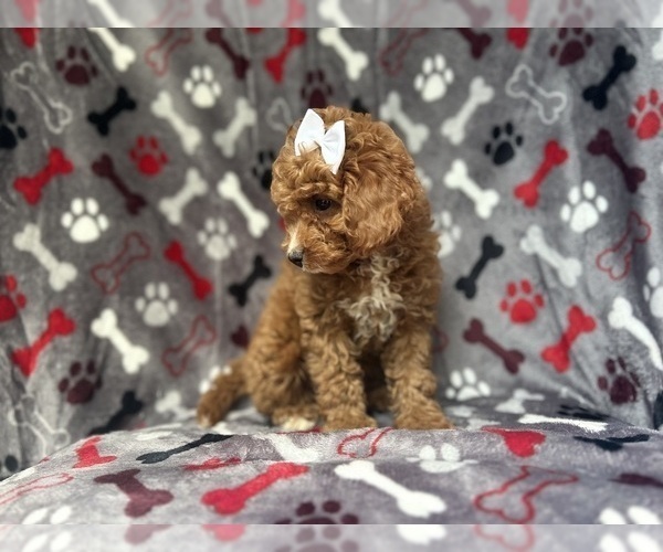 Medium Photo #9 Cavapoo Puppy For Sale in LAKELAND, FL, USA