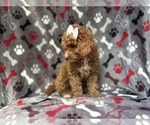 Small #8 Cavapoo