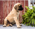 Small Photo #3 Mastiff Puppy For Sale in WAKARUSA, IN, USA
