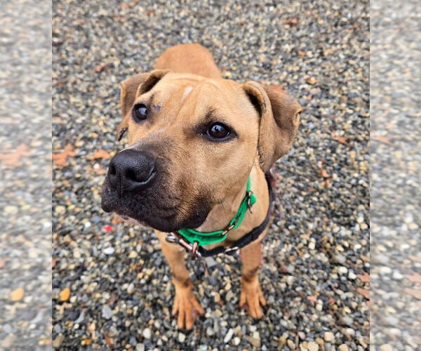 Medium Photo #2 American Staffordshire Terrier Puppy For Sale in Sayreville, NJ, NJ, USA