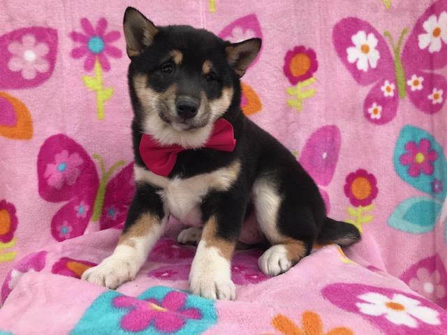 Medium Photo #8 Shiba Inu Puppy For Sale in ELDORA, PA, USA