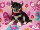 Small Photo #8 Shiba Inu Puppy For Sale in ELDORA, PA, USA