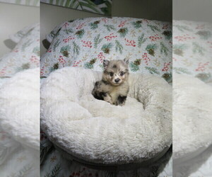 Pomeranian Puppy for Sale in COOKEVILLE, Tennessee USA