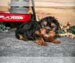 Puppy Pip Yorkshire Terrier