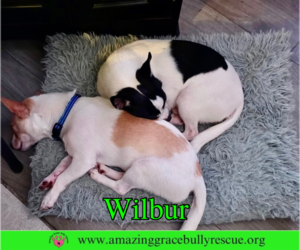 Wilbur - Male Chihuahua-Unknown Mix Dog for Adoption - Photo #5