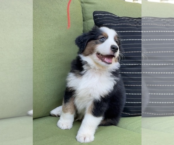 Medium Photo #2 Miniature Australian Shepherd Puppy For Sale in LA CANADA FLINTRIDGE, CA, USA