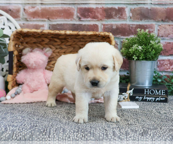 Medium Photo #4 Labrador Retriever Puppy For Sale in SYRACUSE, IN, USA