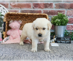 Small #3 Labrador Retriever