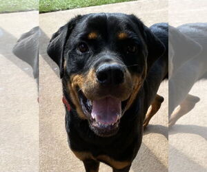 Rottweiler Dogs for adoption in Mooresville, NC, USA