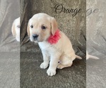 Small Photo #18 Labrador Retriever Puppy For Sale in MURRIETA, CA, USA