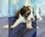 Copper - Male Bernedoodle (Miniature) Puppy for Sale - Photo #9