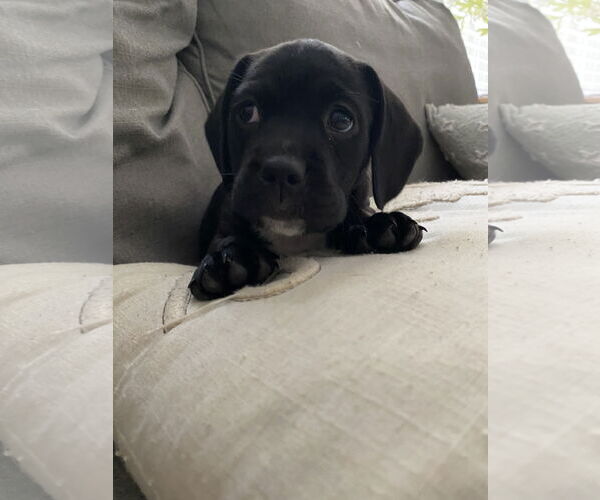 Medium Photo #2 American Pit Bull Terrier-Basset Hound Mix Puppy For Sale in Kannapolis, NC, USA