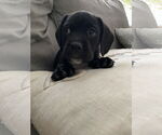 Small #1 American Pit Bull Terrier-Basset Hound Mix