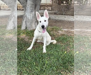 Medium Black Mouth Cur-Labrador Retriever Mix