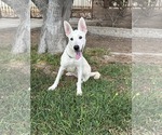 Small Black Mouth Cur-Labrador Retriever Mix