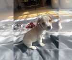 Small Photo #6 Boxador Puppy For Sale in Lakewood, CO, USA