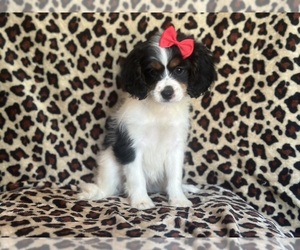 Cavapoo Puppy for sale in LAKELAND, FL, USA