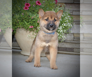 Shiba Inu Puppy for sale in CANTON, SD, USA