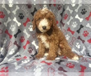 Cavapoo Puppy for sale in LAKELAND, FL, USA