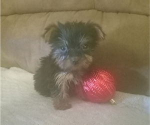 Yorkshire Terrier Puppy for sale in PARIS, TX, USA