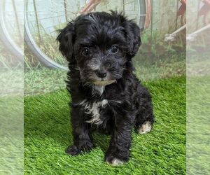 Maltipoo-Poodle (Miniature) Mix Puppy for sale in ARTHUR, IL, USA