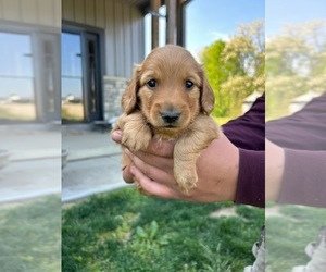 Dachshund Puppy for Sale in CAMDEN, Ohio USA
