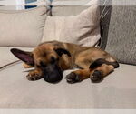 Small #12 German Shepherd Dog