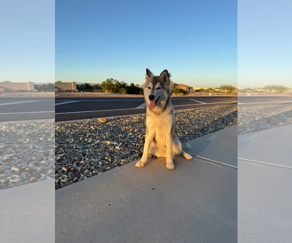 Medium Photo #1 Siberian Husky Puppy For Sale in Chandler, AZ, USA