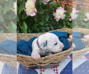 Dalmatian Puppy for sale in VASSALBORO, ME, USA
