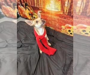 Chihuahua-Unknown Mix Dogs for adoption in Globe, AZ, USA