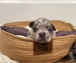 Image preview for Ad Listing. Nickname: Litter of 6