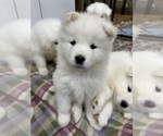 Small Photo #1 Samoyed Puppy For Sale in LITTLE FALLS, MN, USA