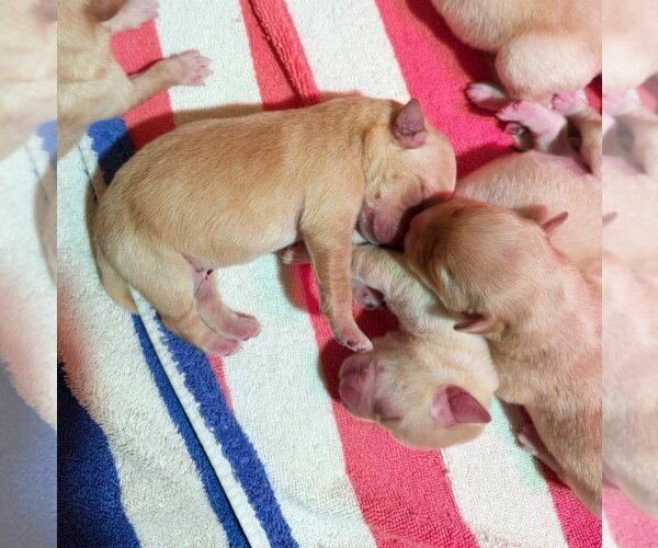 Medium Photo #82 Labrador Retriever Puppy For Sale in HIGH POINT, NC, USA