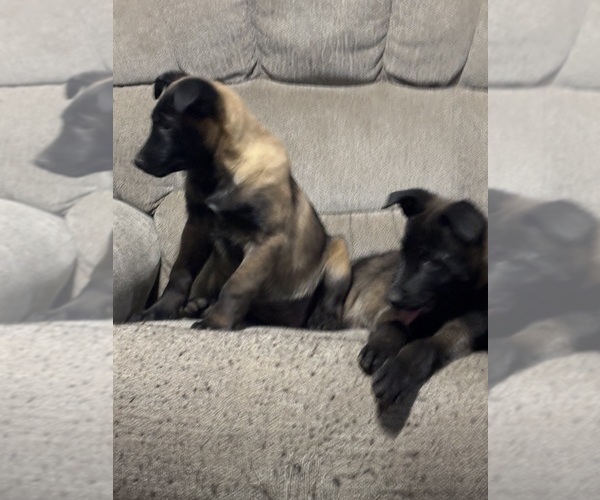 Medium Photo #2 Belgian Malinois Puppy For Sale in EPHRATA, WA, USA