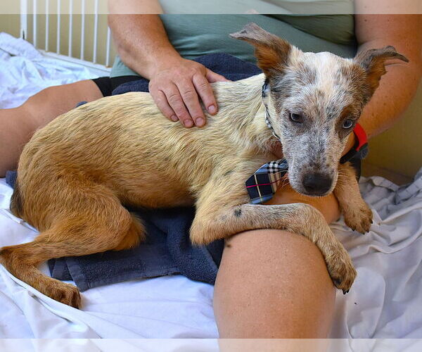 Medium Photo #2 Mutt Puppy For Sale in McKinney, TX, USA