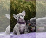 Small Photo #5 French Bulldog Puppy For Sale in GRESHAM, OR, USA