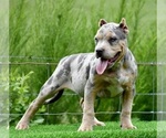 Small Photo #20 American Bully Puppy For Sale in CLEVELAND, GA, USA