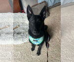 Small #2 German Shepherd Dog Mix
