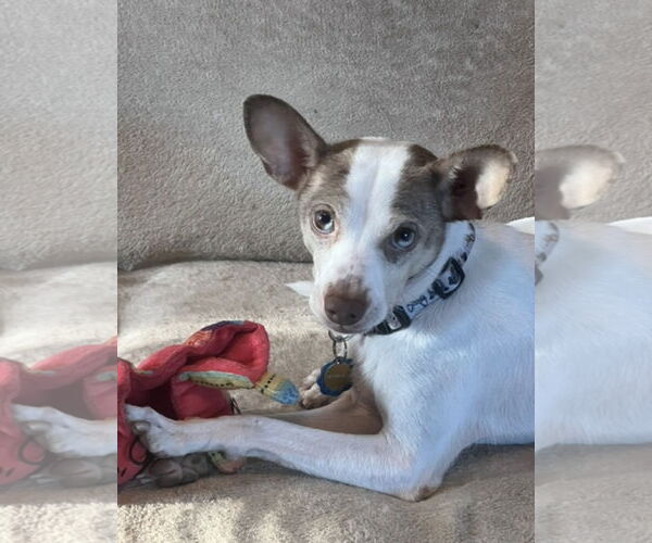 Medium Photo #2 Mutt Puppy For Sale in Euless, TX, USA