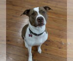 Small #1 American Pit Bull Terrier Mix